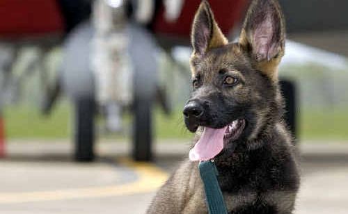 RAAF Amberley puppy Rhino. RAAF Amberley puppy Rhino.